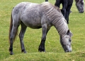 36 Dartmoor Pony